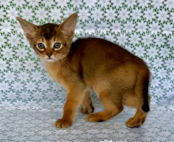 Elsie Abyssinian