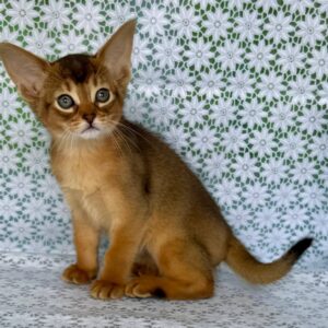 Elsie Abyssinian Elsie Abyssinian