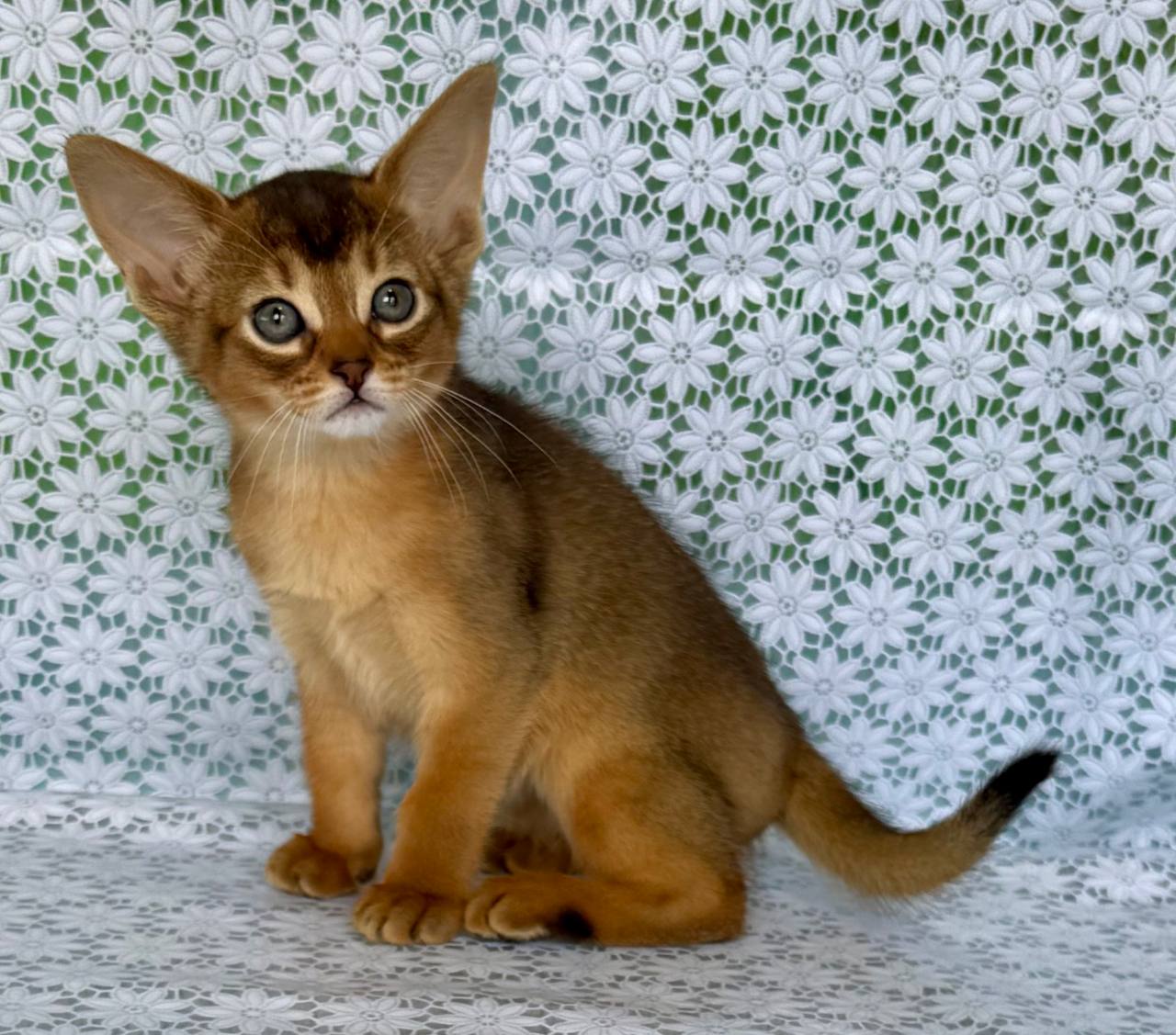 Elsie Abyssinian