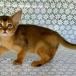 Elsie-female-Abyssinian-cat-puppy-for-sale-1 (4)