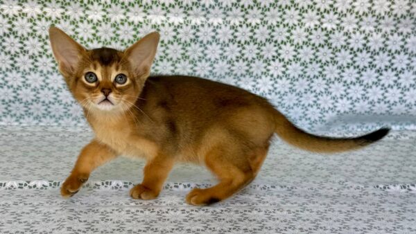 Elsie Abyssinian