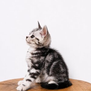 Ferdy American Shorthair