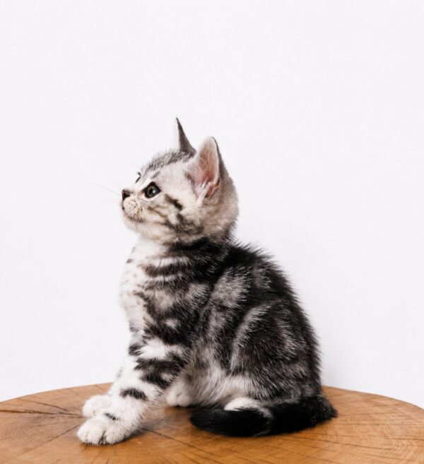 Ferdy American Shorthair