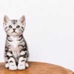 Ferdy-male-American-Shorthair-cat-puppy-for-sale-1 (2)