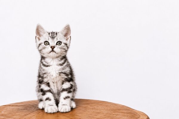 Ferdy American Shorthair