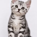 Ferdy-male-American-Shorthair-cat-puppy-for-sale-1 (3)