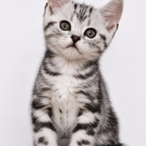 Ferdy American Shorthair