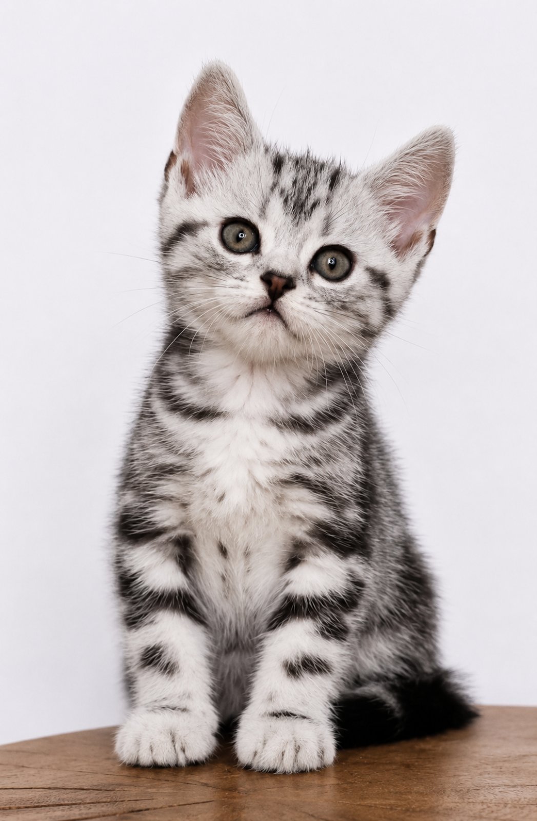 Ferdy American Shorthair