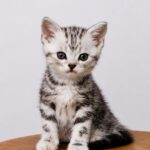 Fero-male-American-Shorthair-cat-puppy-for-sale-1 (2)