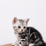 Fero-male-American-Shorthair-cat-puppy-for-sale-1 (3)