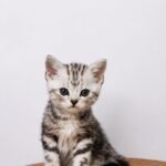 Fero-male-American-Shorthair-cat-puppy-for-sale-1 (4)