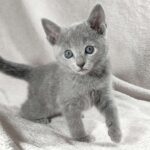 Fiona-female-Russian-Blue-cat-puppy-for-sale-1 (1)