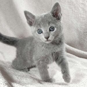 Fiona Russian Blue