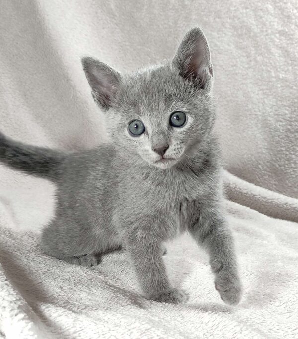 Fiona Russian Blue
