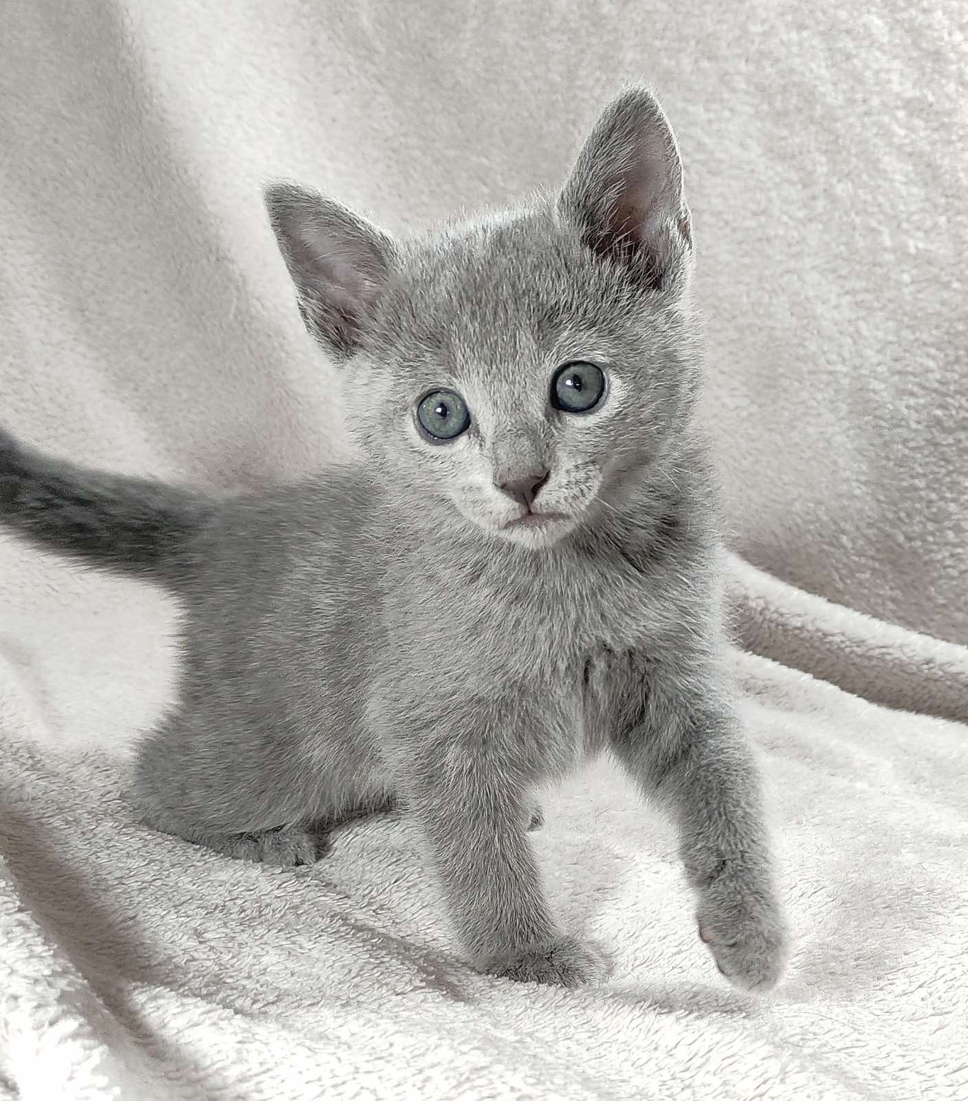 Fiona Russian Blue