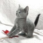 Fiona-female-Russian-Blue-cat-puppy-for-sale-1 (2)
