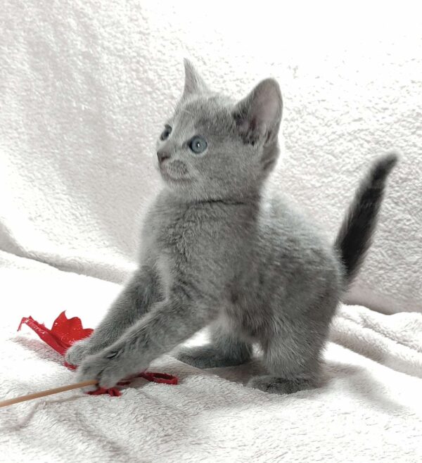 Fiona Russian Blue