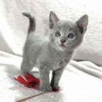Fiona-female-Russian-Blue-cat-puppy-for-sale-1 (3)