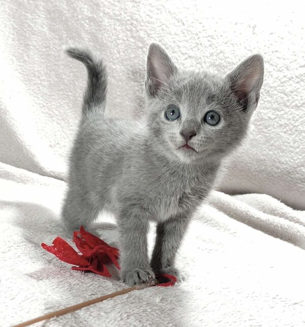 Fiona Russian Blue
