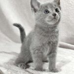 Fiona-female-Russian-Blue-cat-puppy-for-sale-1 (4)