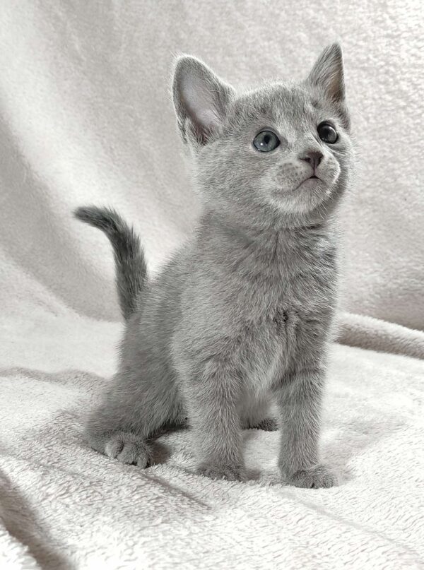 Fiona Russian Blue