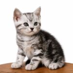 Fred-male-American-Shorthair-cat-puppy-for-sale-1 (2)