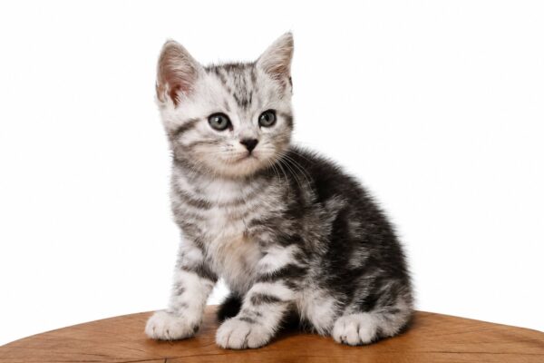 Fred American Shorthair