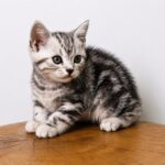 Fred-male-American-Shorthair-cat-puppy-for-sale-1 (3)