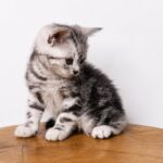 Fred-male-American-Shorthair-cat-puppy-for-sale-1 (4)
