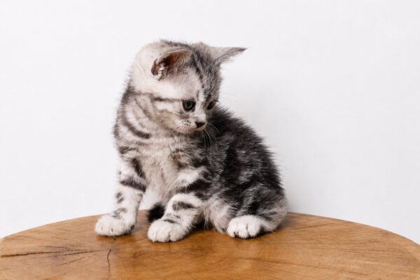 Fred American Shorthair
