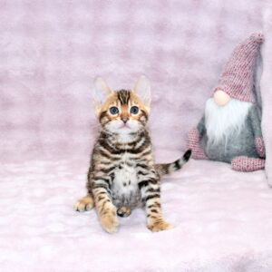 Gabriel Bengal