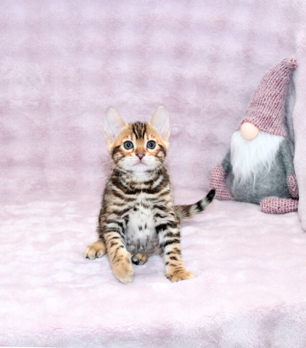 Gabriel Bengal