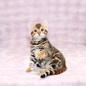 Gabriel Bengal