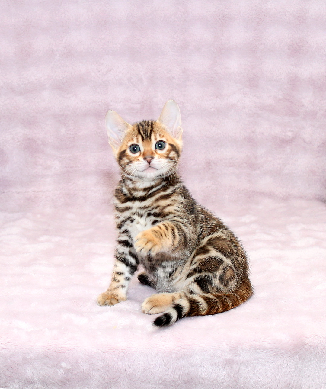 Gabriel Bengal