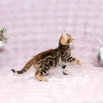Gabriel-male-bengal-cat-puppy-for-sale-1 (3)