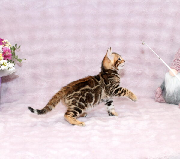 Gabriel Bengal
