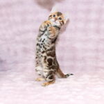 Gabriel-male-bengal-cat-puppy-for-sale-1 (4)