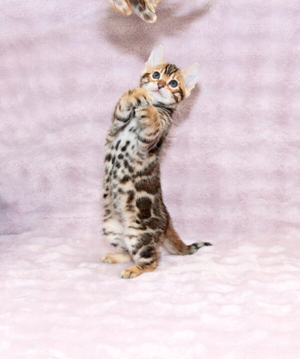Gabriel Bengal