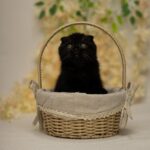 Ike-male-Scottish-fold-cat-puppy-for-sale-1 (1)