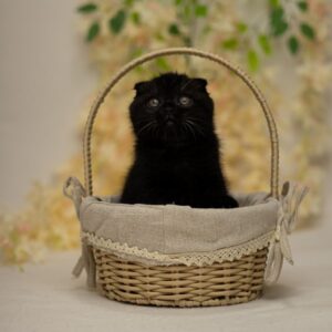 Ike Scottish Fold