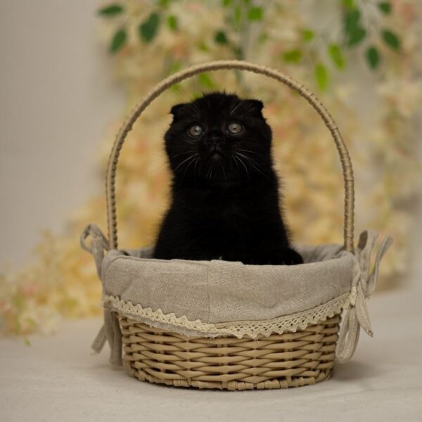 Ike Scottish Fold