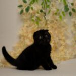 Ike-male-Scottish-fold-cat-puppy-for-sale-1 (2)