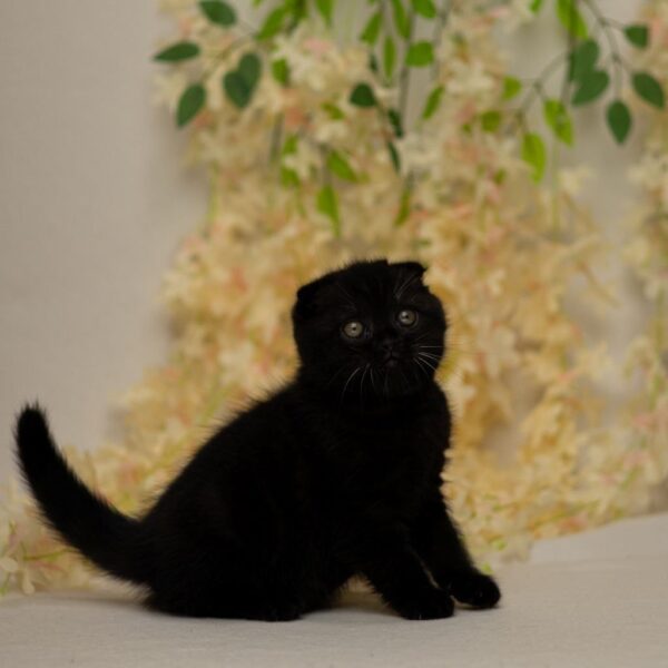 Ike Scottish Fold
