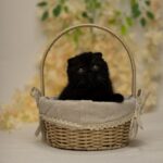 Ike-male-Scottish-fold-cat-puppy-for-sale-1 (3)