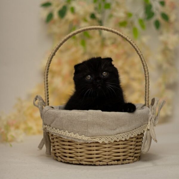 Ike Scottish Fold