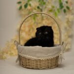 Ike-male-Scottish-fold-cat-puppy-for-sale-1 (4)