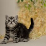 Irvin-male-Scottish-Straight-cat-puppy-for-sale-1 (3)
