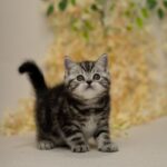 Irvin-male-Scottish-Straight-cat-puppy-for-sale-1 (4)