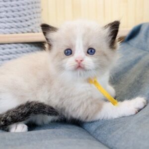 Kito Ragdoll