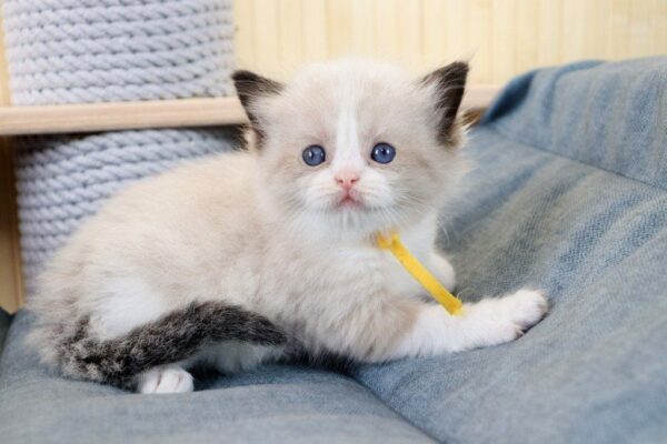 Kito Ragdoll